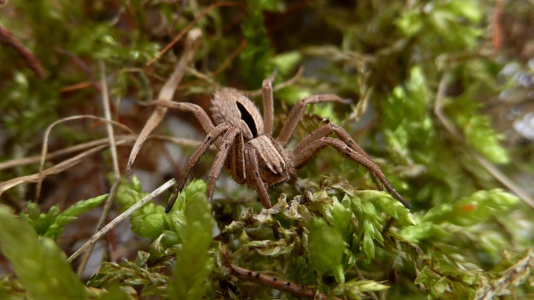The Diamond-backed Spider